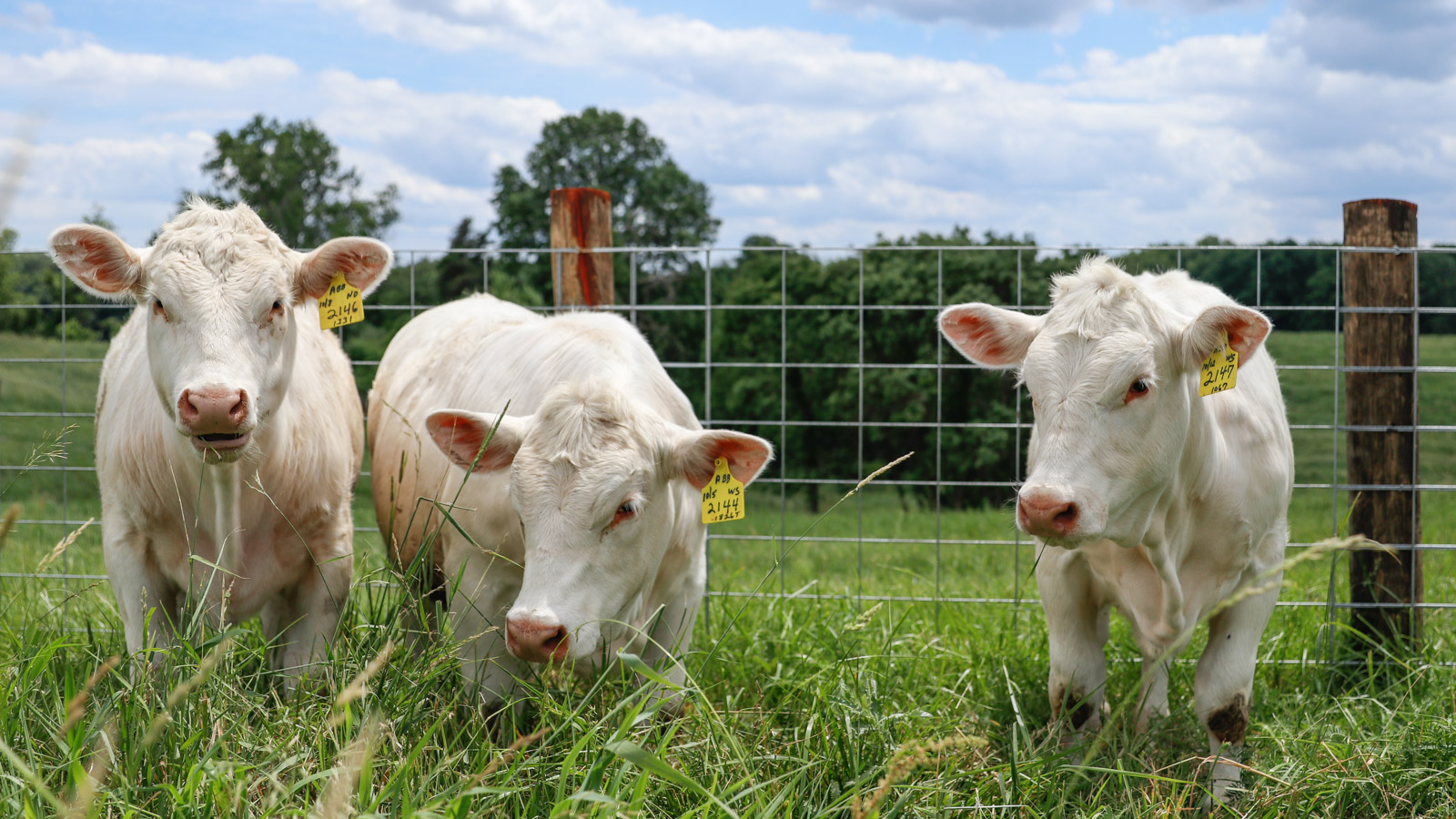 Three Charolais Heifers in grass