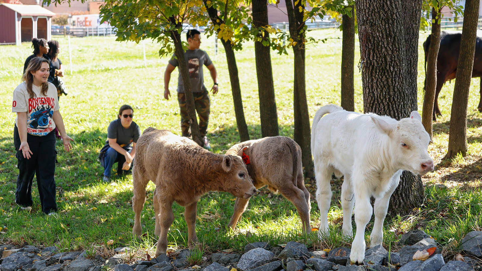 ANSC 246 Beef Management students with calves in pasture