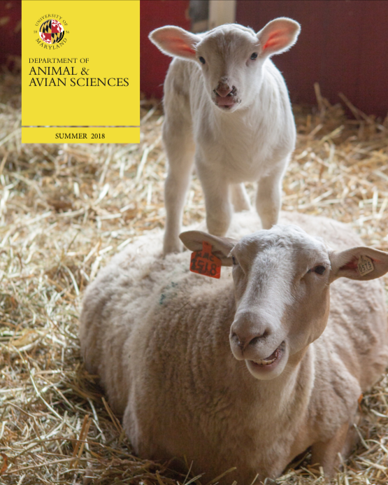 A lamb stands on top of its mom.