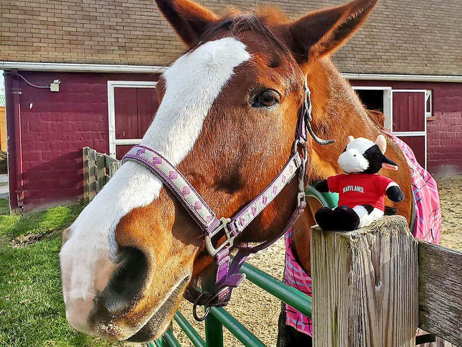 horse at barn