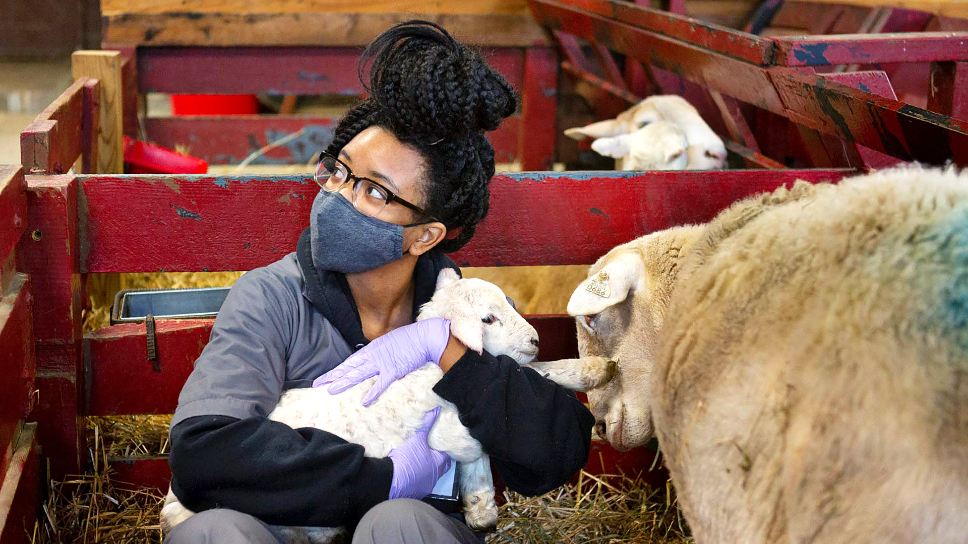 student with lamb